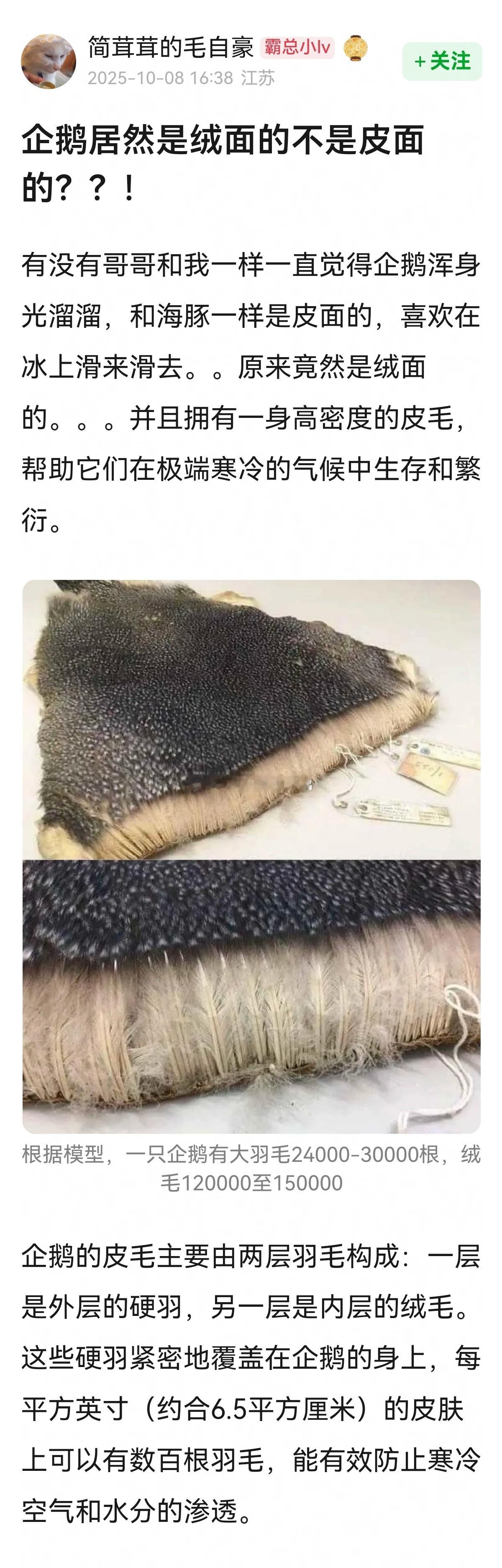 被这个帖子科普到了→企鹅居然是绒面的不是皮面的？🤔🤔​​​
