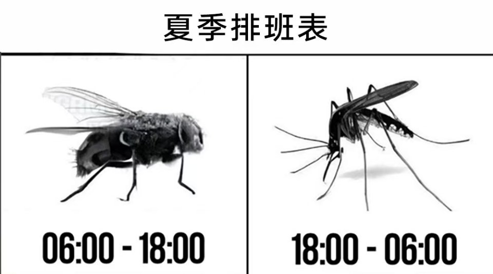 苍蝇蚊子都两班倒meme​​​
