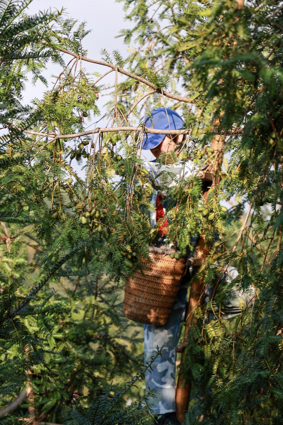 诸暨的香榧成熟了在浙江省诸暨生长着一片古老的香榧树群，是全球重要农业文化遗产