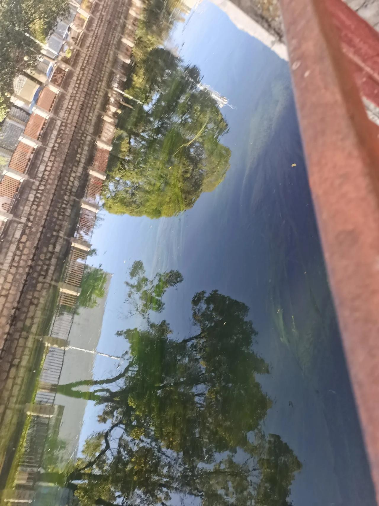 这条位于官渡区巫家坝边上的枧槽河算是昆明水质最好的一条河流了吧！问底下边长了很多