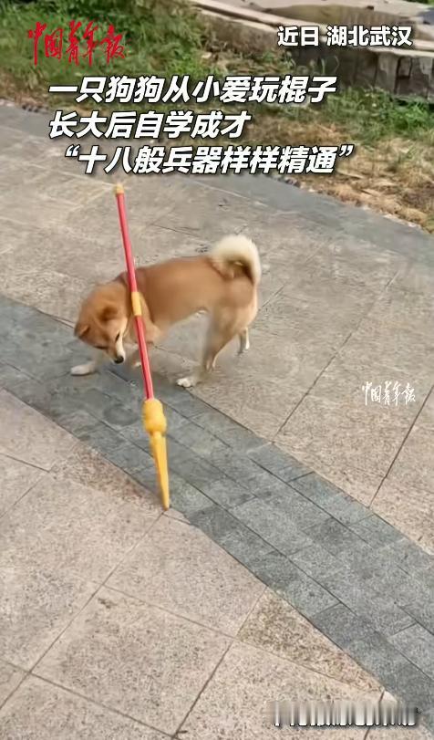 “这下真解释不清了！”2025年湖北武汉，一只2岁半的狗狗从小就爱玩棍子，没想到