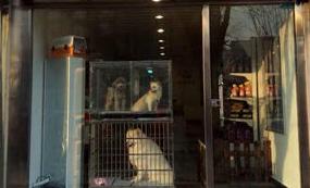 责任到底算谁的？10月5日报道，广州的小宋把爱犬送到宠物店寄训一个月，结果第10