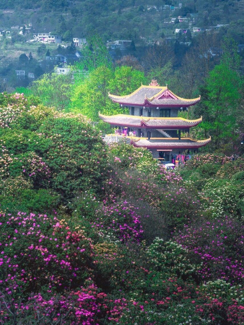 据前方线报！清明期间，毕节百里杜鹃的花期正好！大方县那片山坡上，杜鹃已经开了