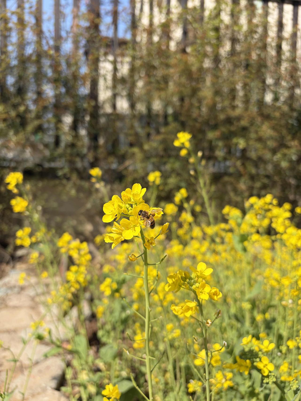 不用远行，家门口的油菜花也藏着整个春天