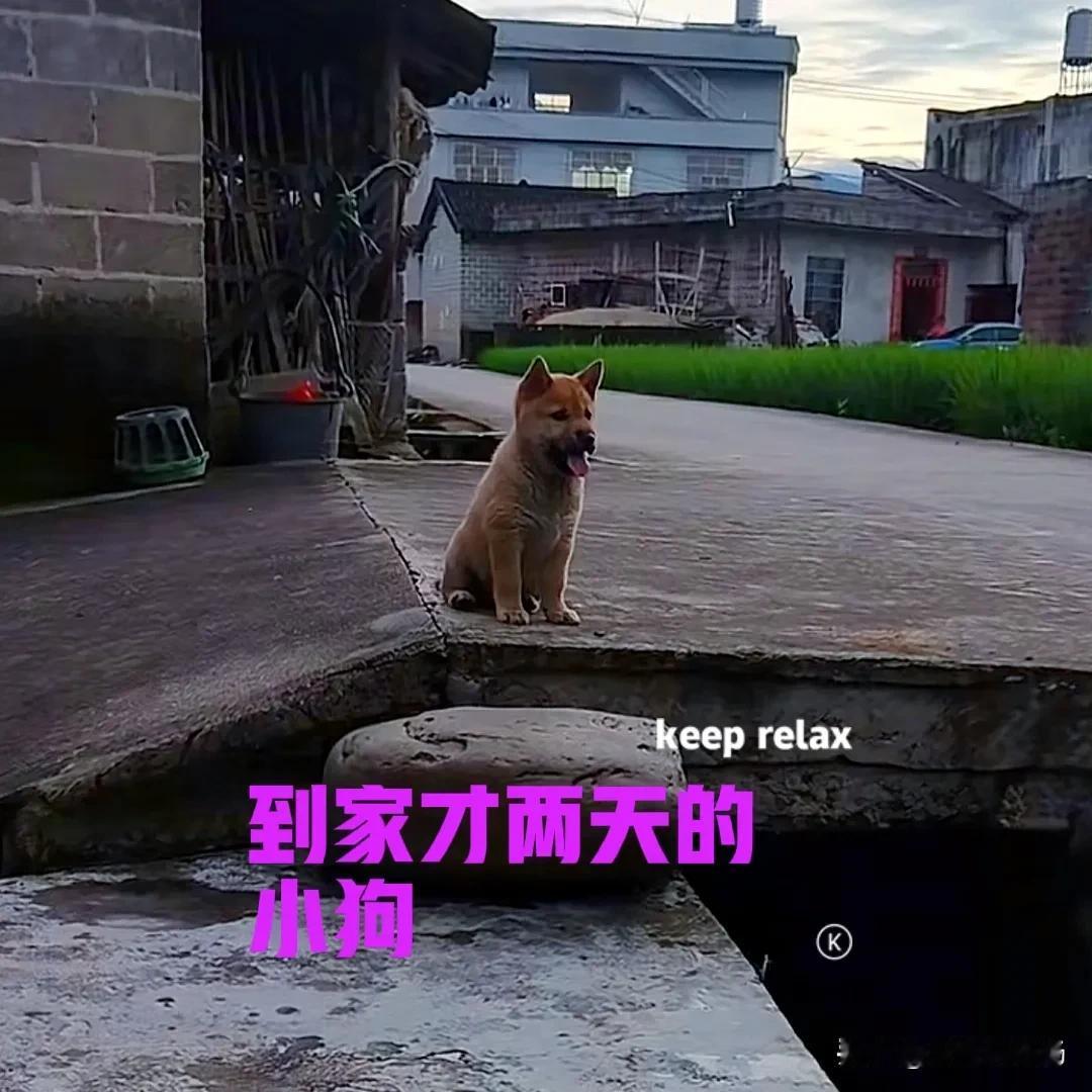 花了几百块钱，在网上买了一只中华田园犬。小狗到家才两天，就知道这是它的新家，知道
