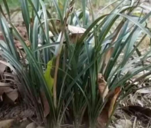 无知即违法！湖北男子随手挖几株山间野草想带回家栽种，过高铁安检直接被警方刑事立案