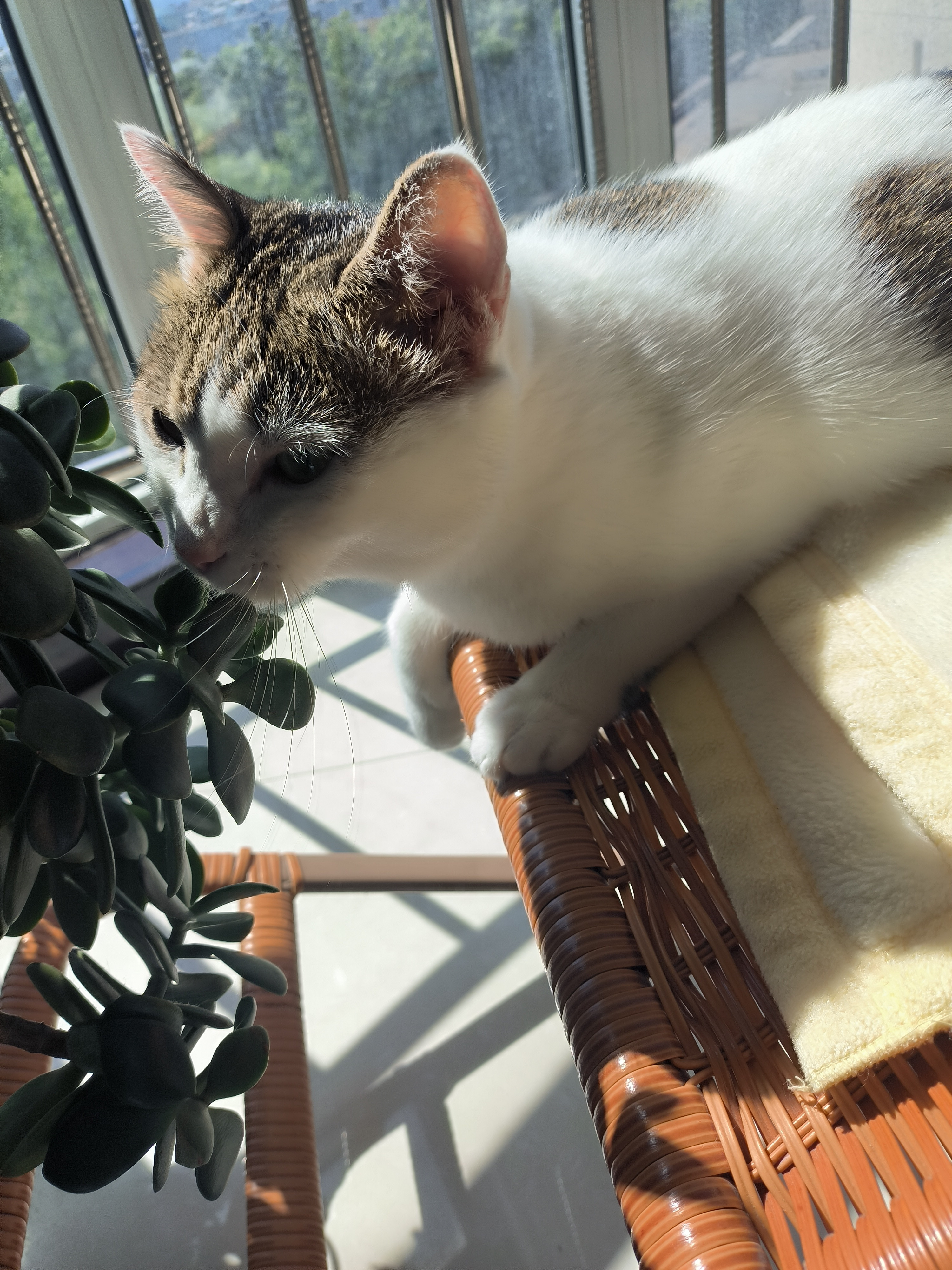 阳光撒在小猫身上，看的人心里暖暖的[抱抱]好治愈。​​​