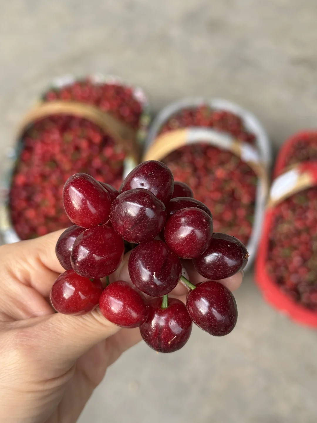 尾期的小樱桃真的绝绝子，还有10天就下架了！