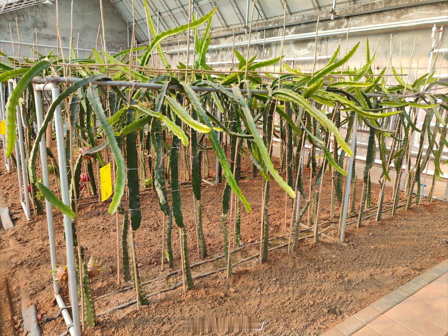 很多北方朋友只吃过火龙果，不知道火龙果树长啥样，今天就给大家看看火龙果树。图一这