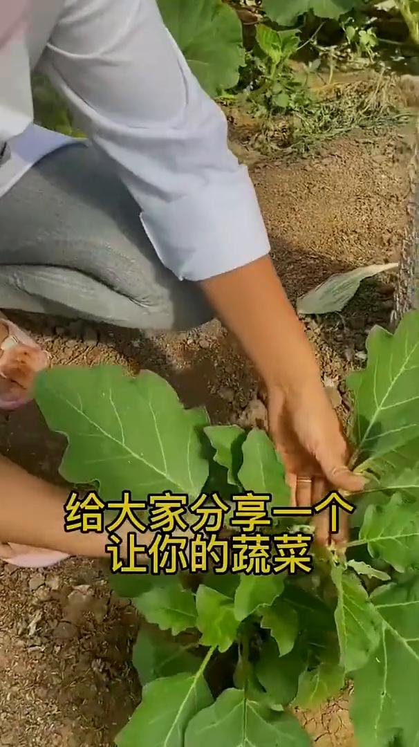 种植小技巧。大家好，今天给大家分享一个让你的蔬菜一个虫眼也没有的小配方。这个配