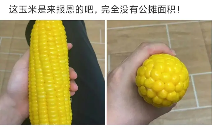 这玉米是来报恩的吧！！！