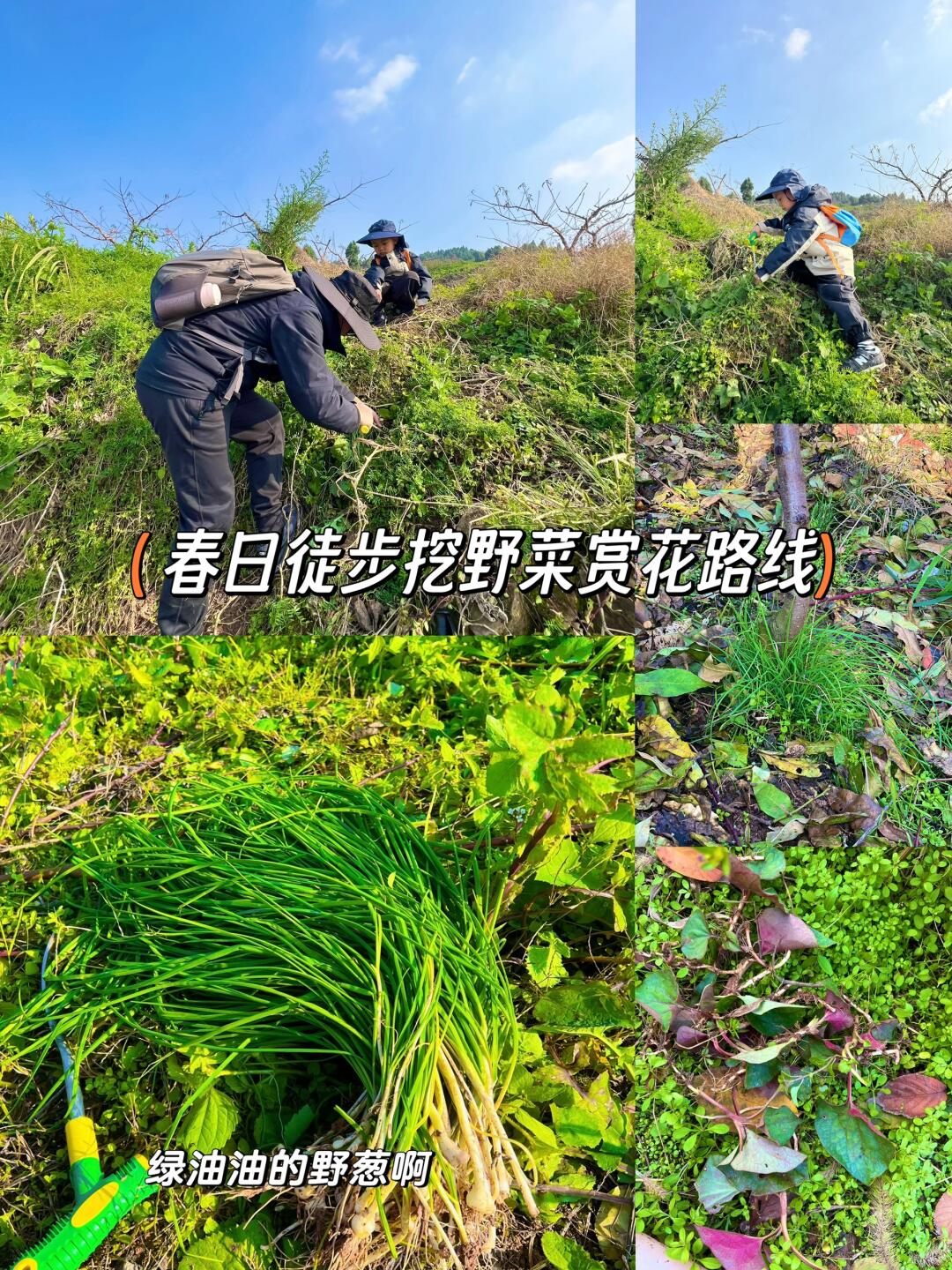 成都周边徒步路线‼️挖野菜赏花太治愈了