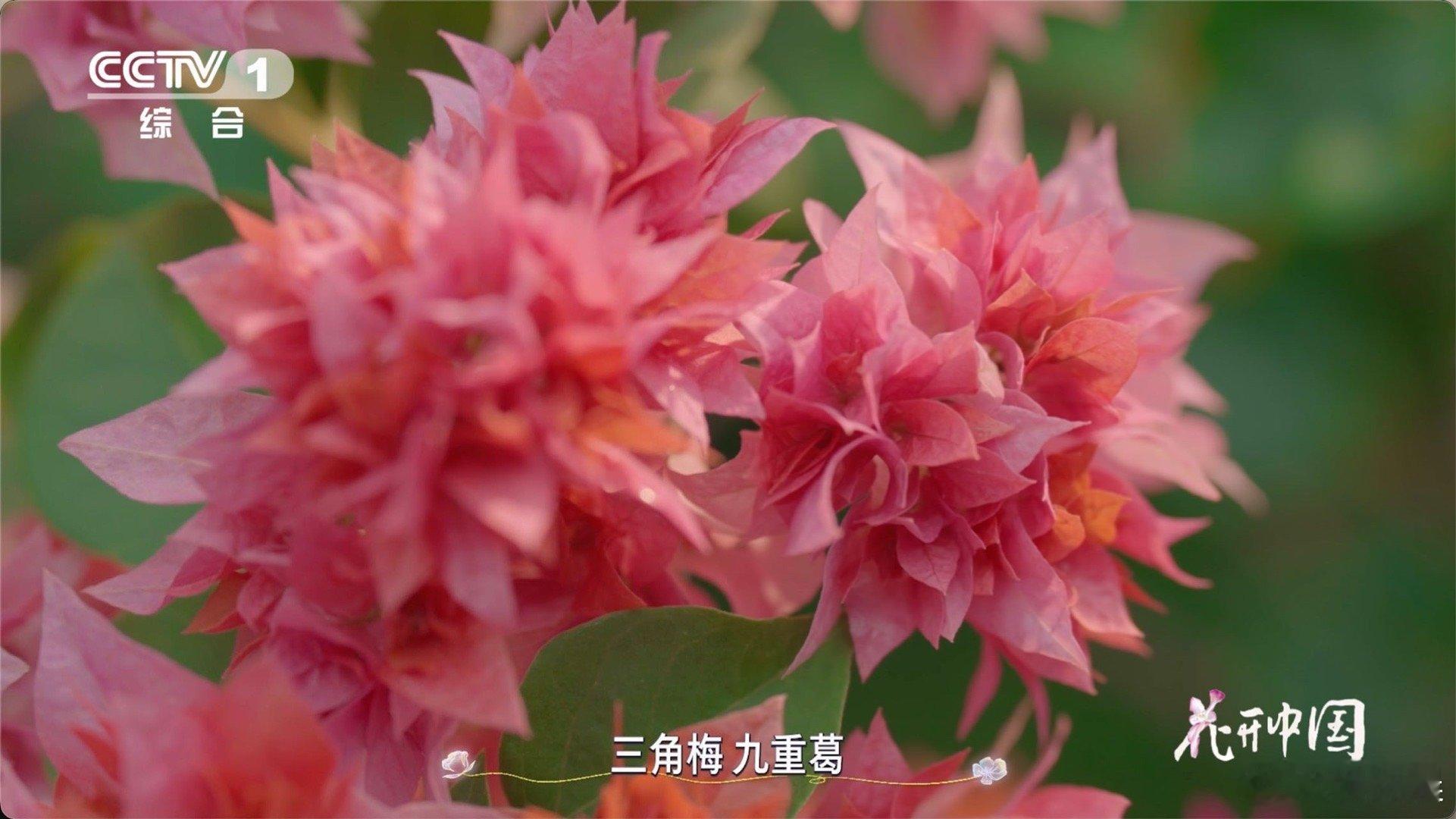 以为是花其实是五颜六色的叶子从刺里开出的花三角梅真是大自然的“伪装大师”，把叶子