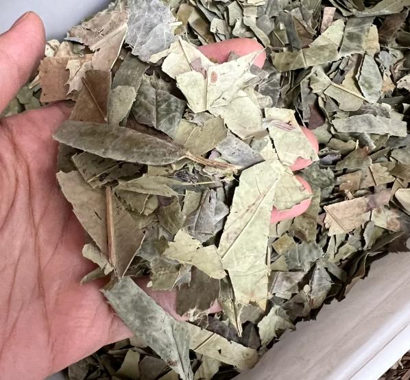 石楠是阳痿，早泄的救星！搭配三物煮水喝，不猛补，照样硬得稳、守得牢很多男性