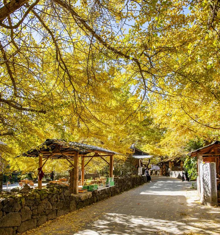 给大家分享一张我心中绝美的风景照，是腾冲银杏村的。每年11月中旬，这里就美到自带