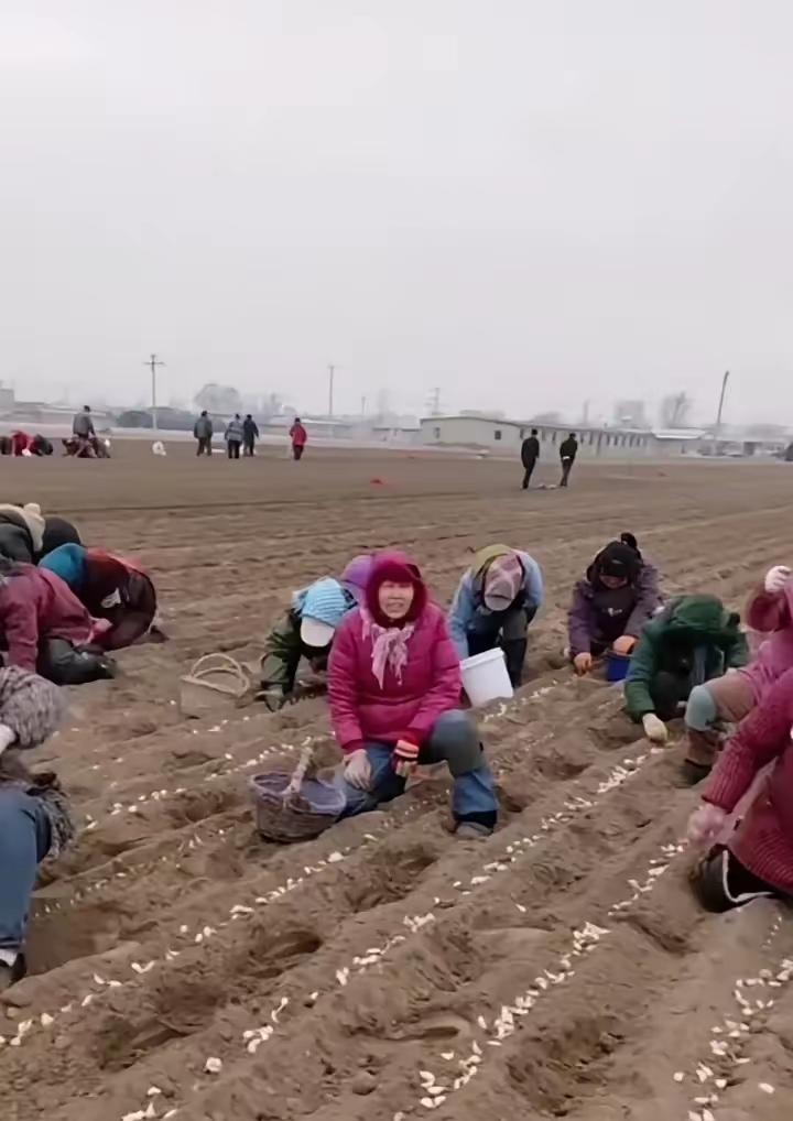 你见过农村种大蒜吗？种蒜是受节气影响比较大，最迟也要在立冬前种好。种蒜的季节