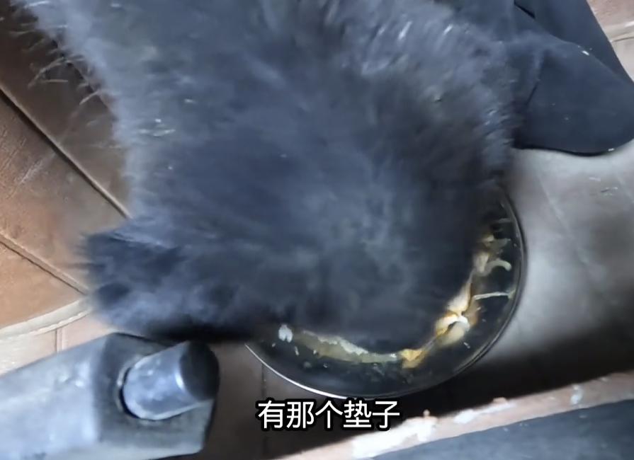 阿程的踏雪2.0来了！12月2日，阿程发视频，收养了一只黑色白蹄的小狗！