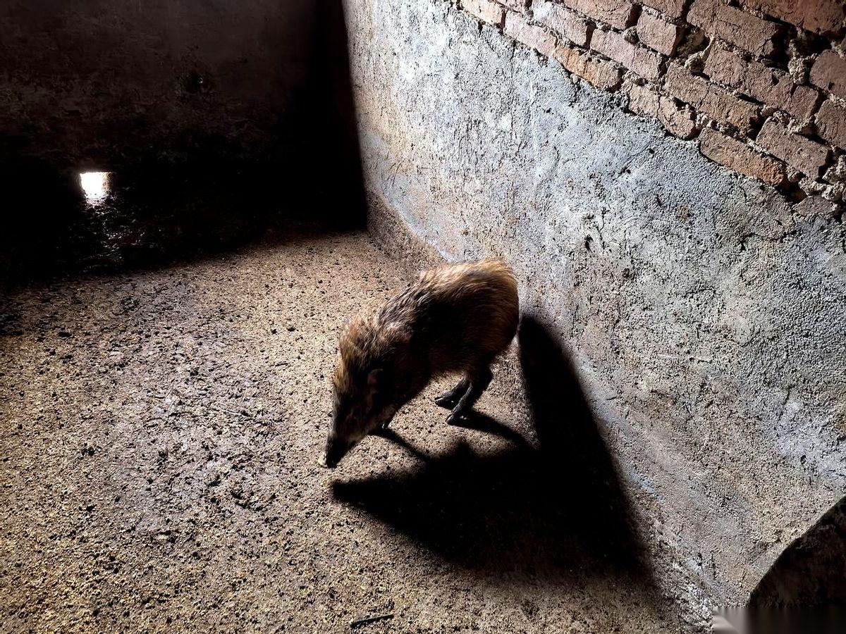 半年，砸进去两千五。就为了让一头野猪，长20来斤肉。我都不敢算，合着一百多块