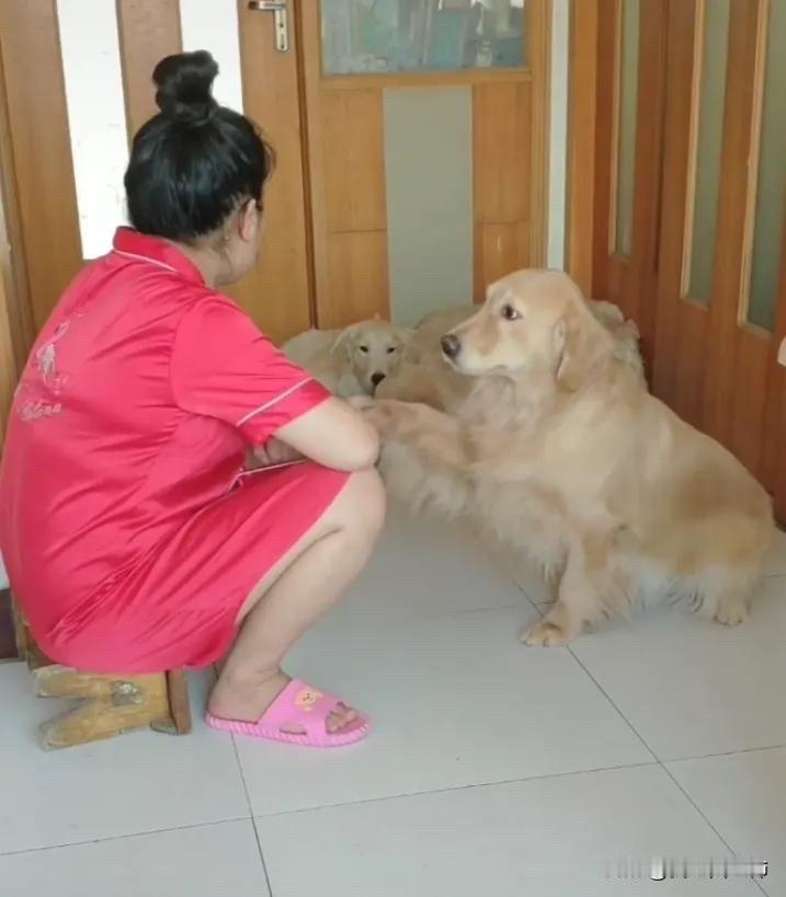 全网都泪目了。一只狗狗正在拼命的乞求自己的主人把自己的孩子留下来，而且请求自己的