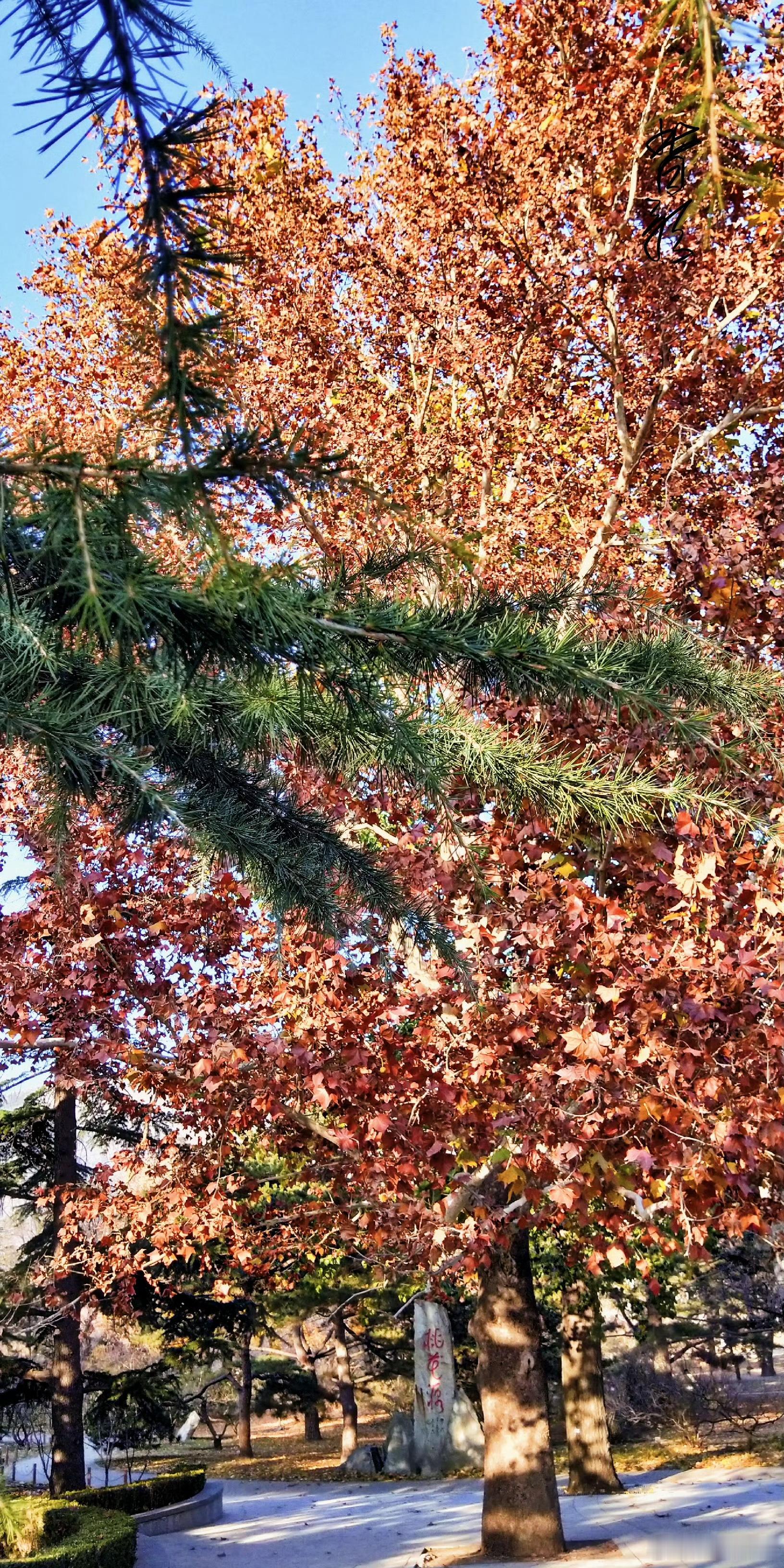 沿着岁月的山坡四季匆匆走过看这秋叶飘落斑斓的秋色可有一草一木属于我在夕阳下哼一首