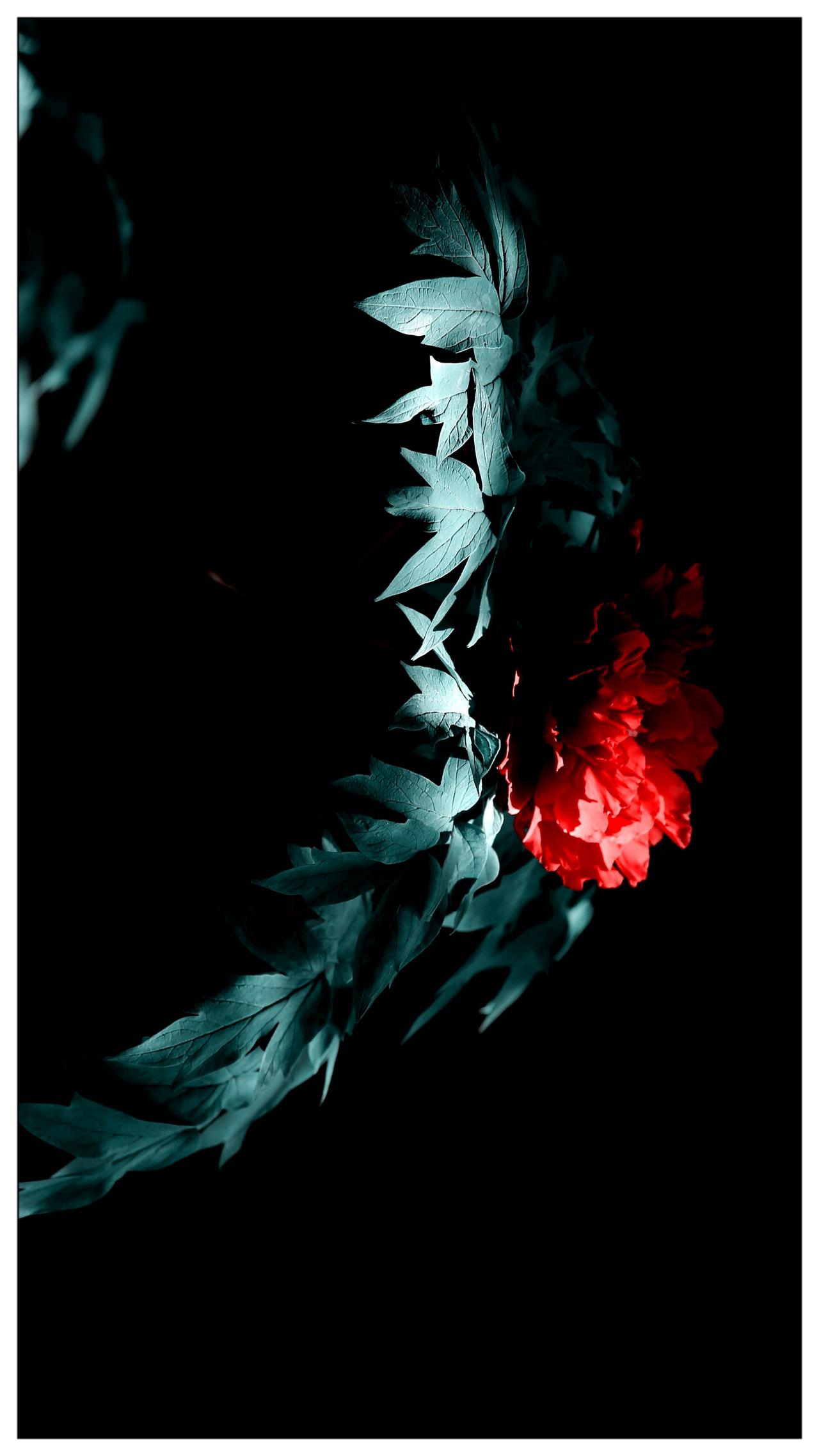 出水芙蓉，富贵牡丹