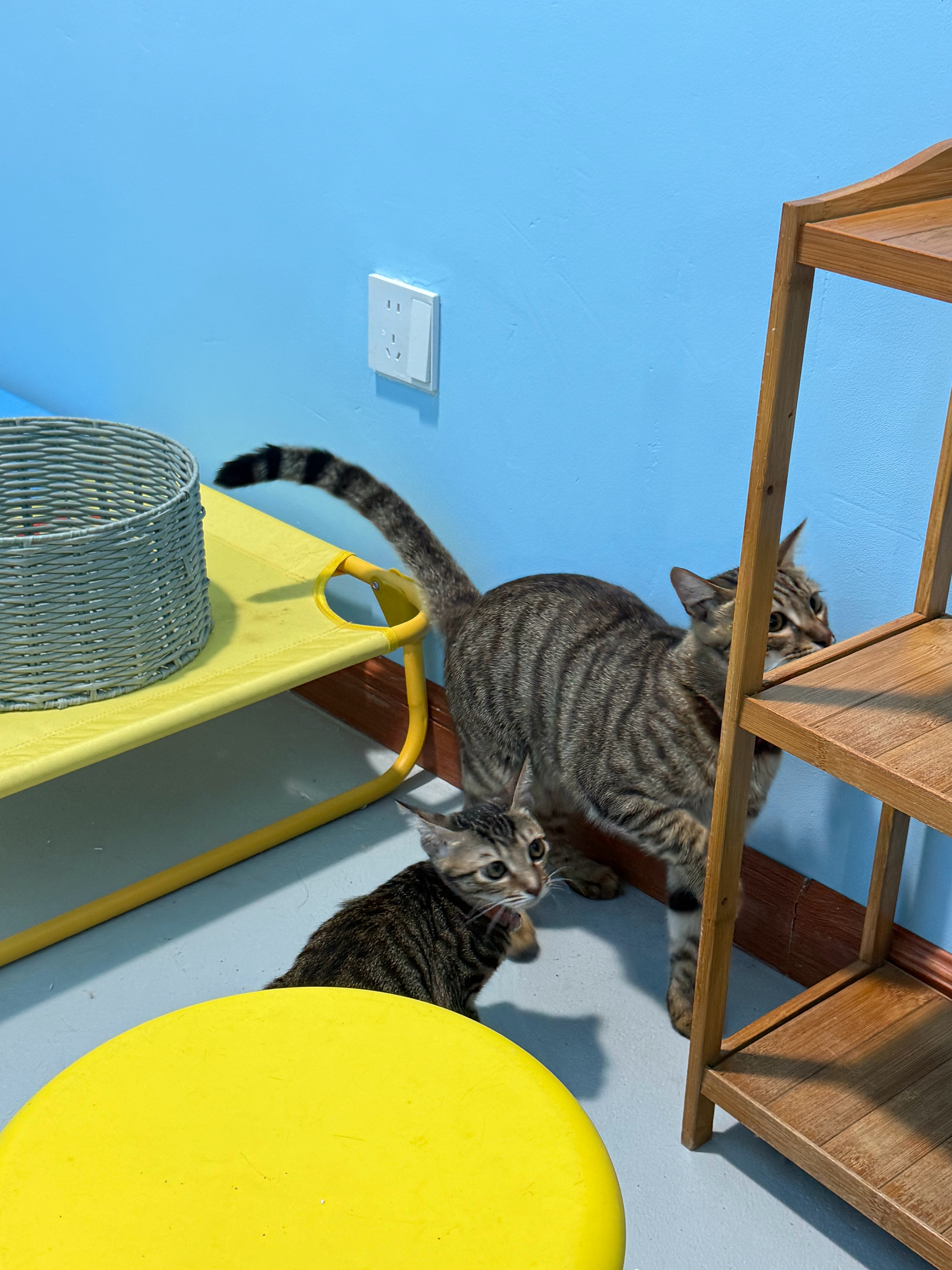没想到吧，建军把麻酱带得好好👍。猫咪猫咪领养流浪猫深圳