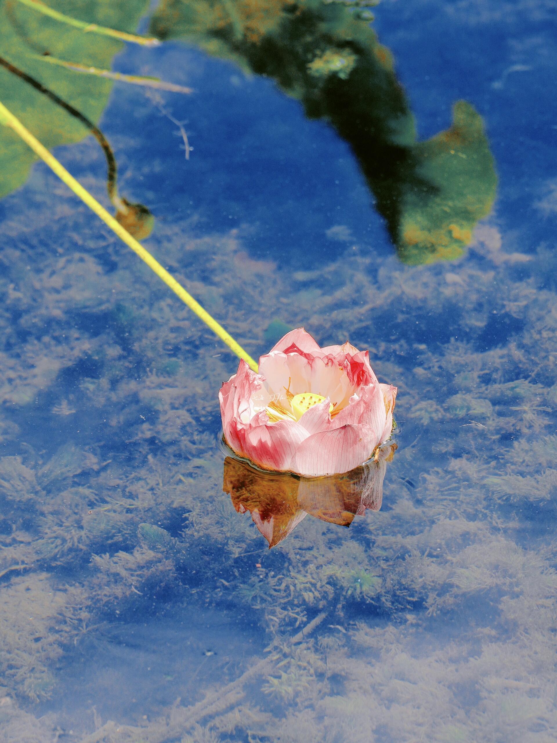 油画感荷花🪷