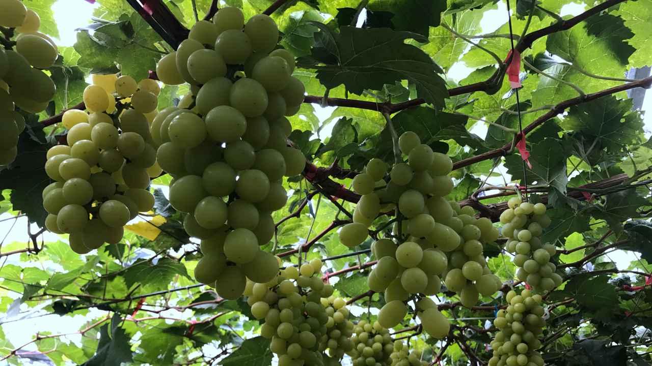 丝瓜种植技术要点, 优化藤蔓管理, 丝瓜清爽可口