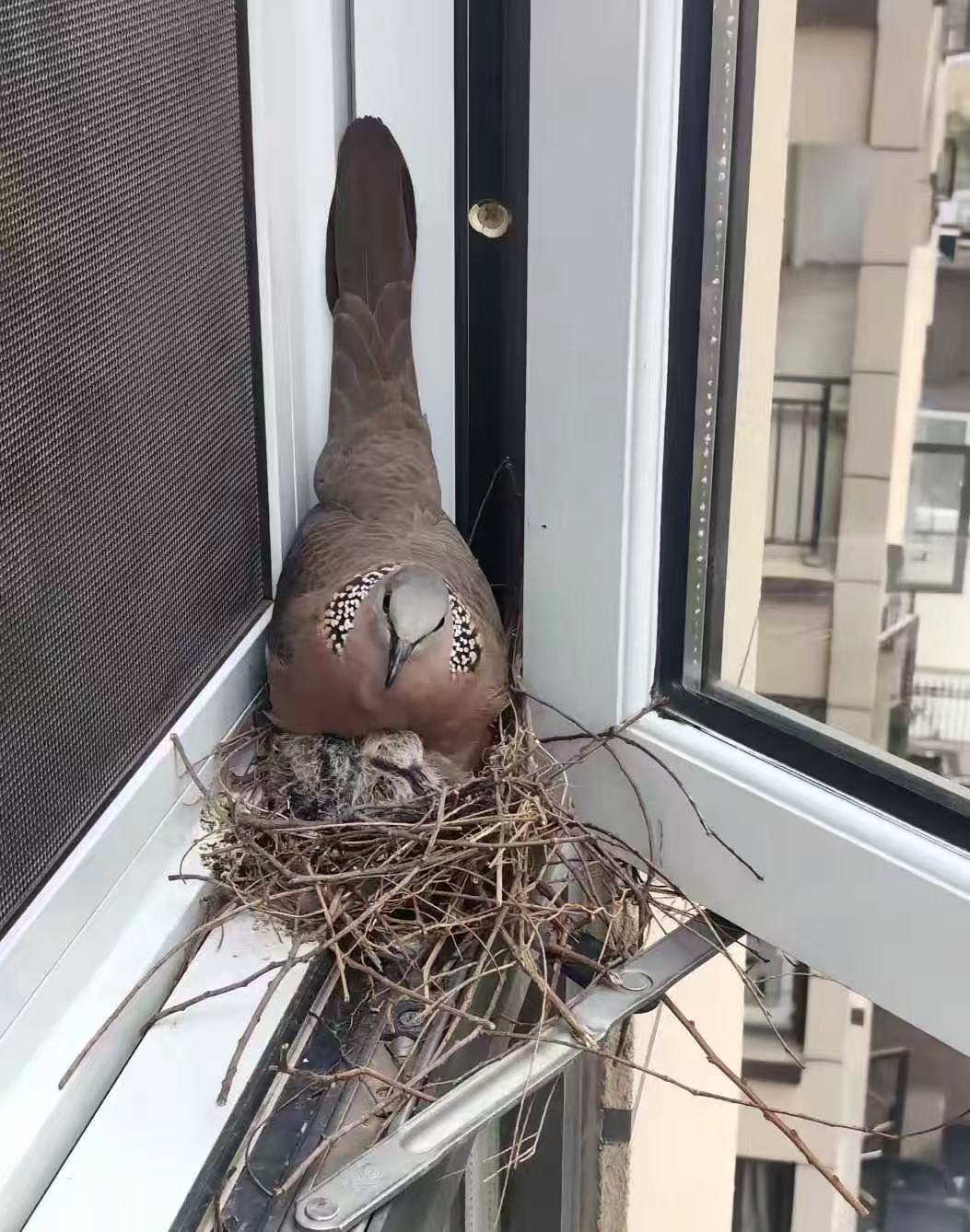 这是什么鸟啊？有认识的吗？