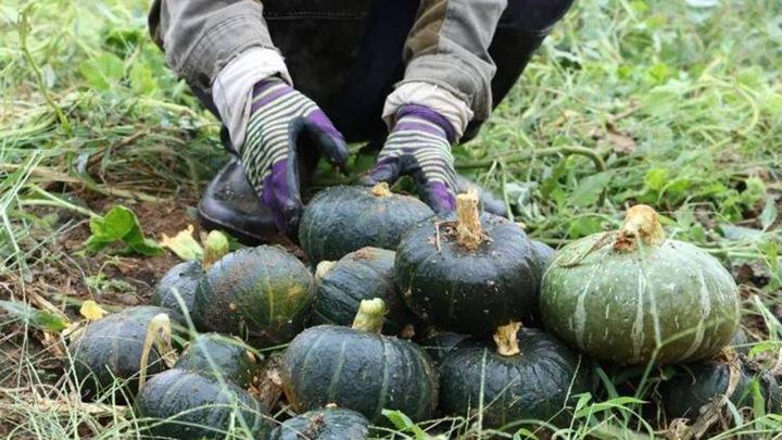 种植南瓜、丝瓜等农作物, 掌握技巧, 产量提升显著, 家庭种植也能丰收