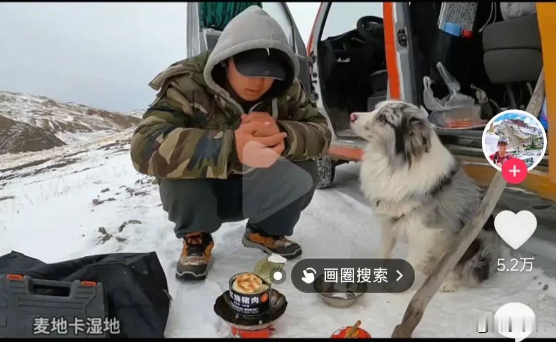 谈谈网红狗狗锄头被偷被卖被杀的想法！其实，城里的人的狗是很难偷得到的，因为看