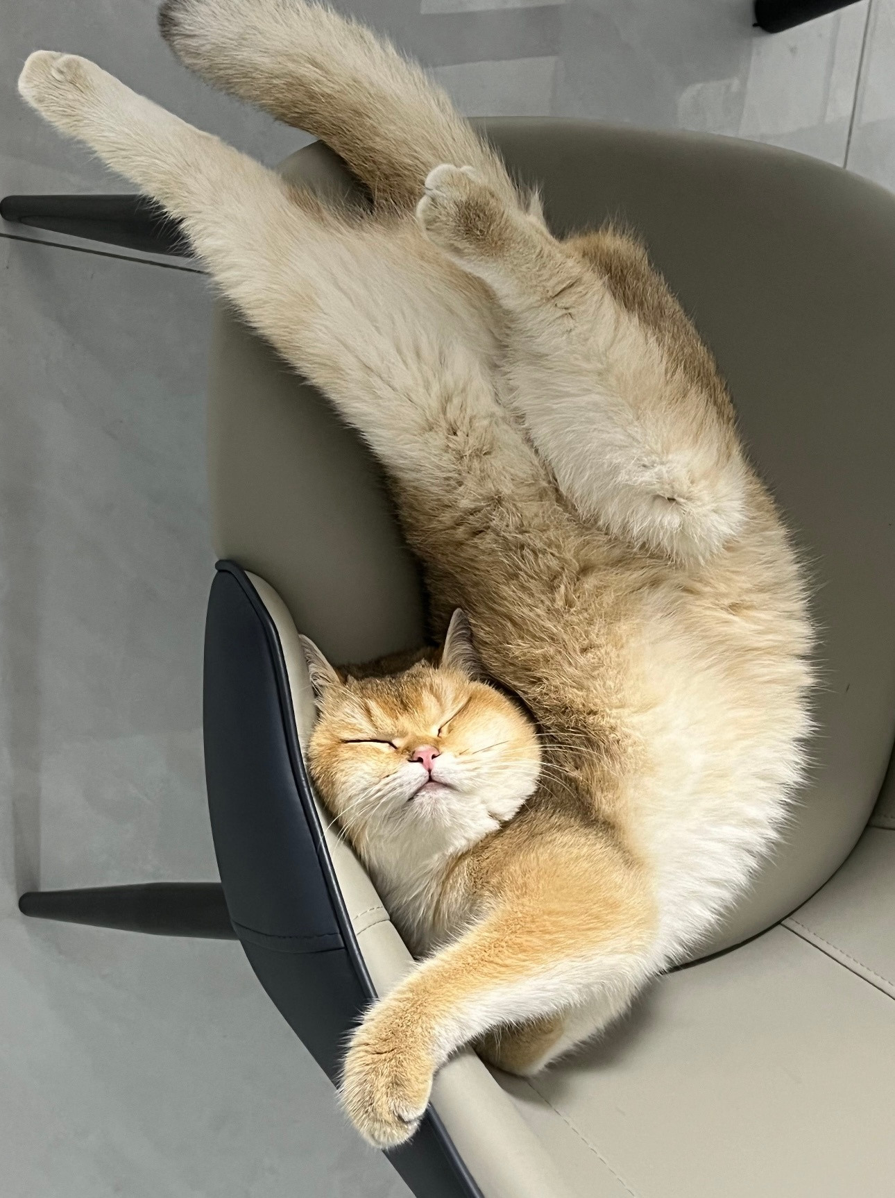 来欣赏一些睡的“乱七八糟”的小猫咪们小猫把自己睡成小手套了​​​