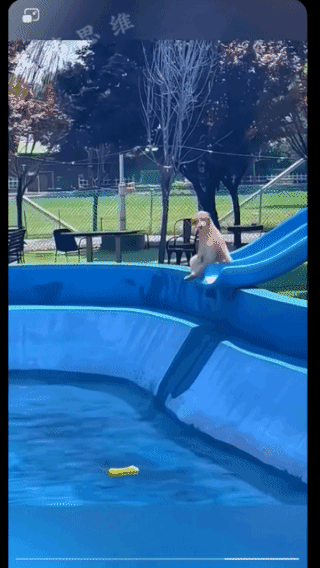 狗子叹气:实在不敢反抗啊，否则便宜狗粮都吃不上了！