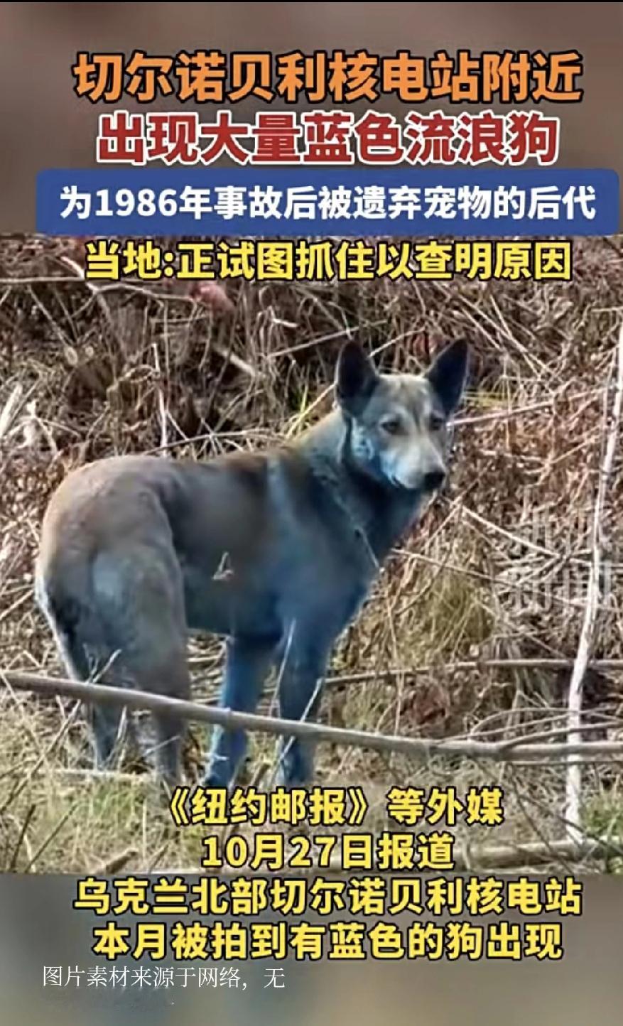 切尔诺贝利蓝色流浪狗背后,生命正在重新定义未来!核辐射禁区里,三只蓝色的狗摇