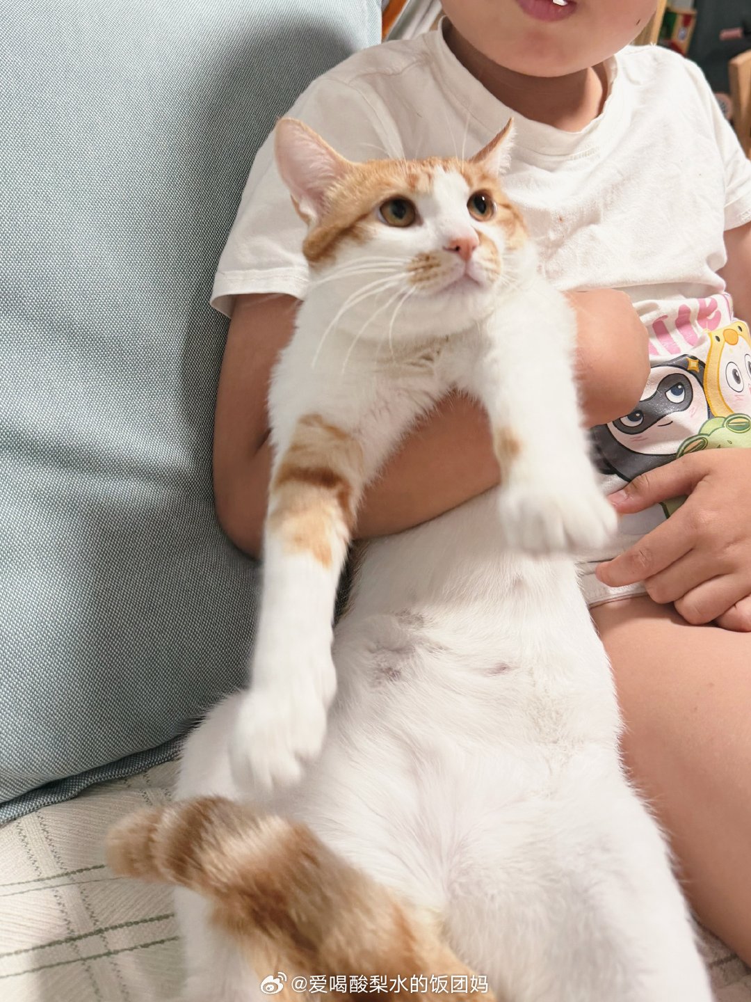 做我家的小猫真的好可怜猫咪不开心这人不是人啊！！！！[哭哭][哭哭][哭哭]​