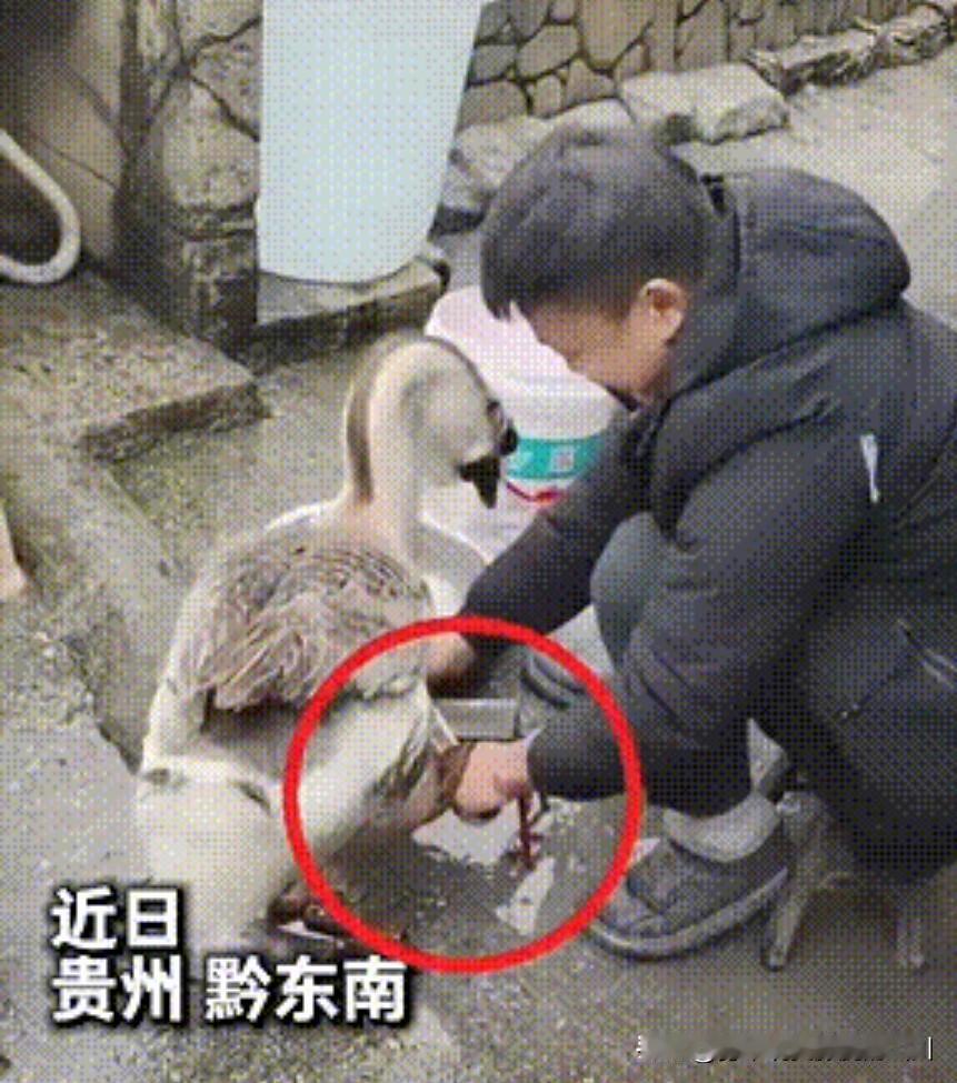 “解释不清”！贵州一男子，除夕当天准备杀鹅，突然大鹅伸出鹅掌，还来按住了主人磨刀