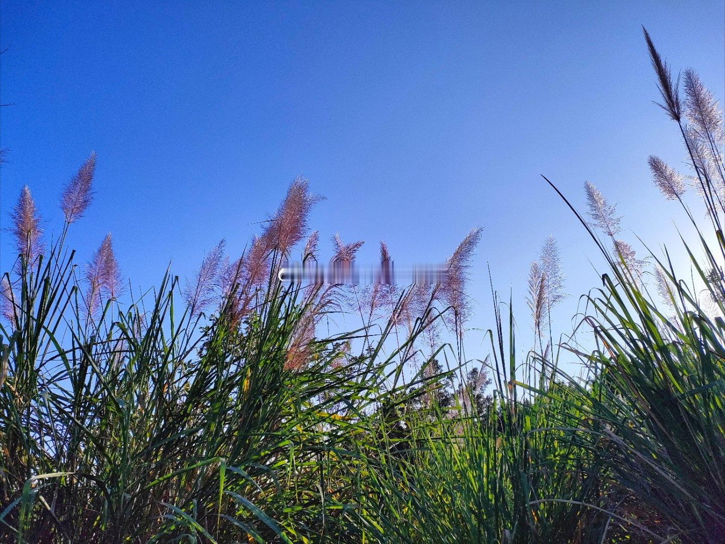 5月20日投资资讯一、停牌核查（重大情绪利空）-大普微（301666）：今日起