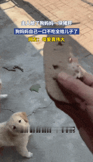 母爱从不分物种。主人切了块猪肝犒劳狗妈妈，原以为它会一口吞下，没成想它衔着肉转身