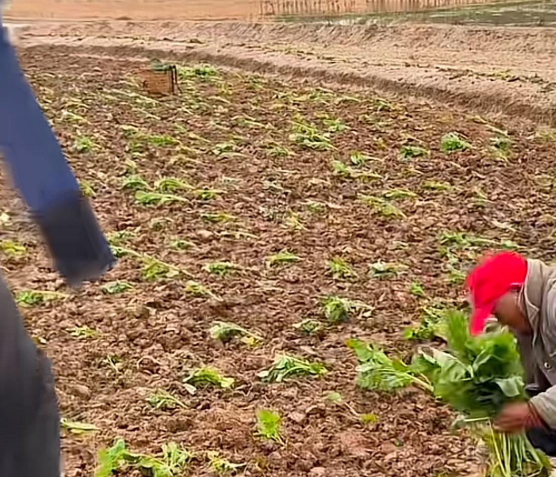 重庆合川呆呆家门口已经栽上油菜了，3月份呆呆家门口又迎来一波前来打卡的。不得不说
