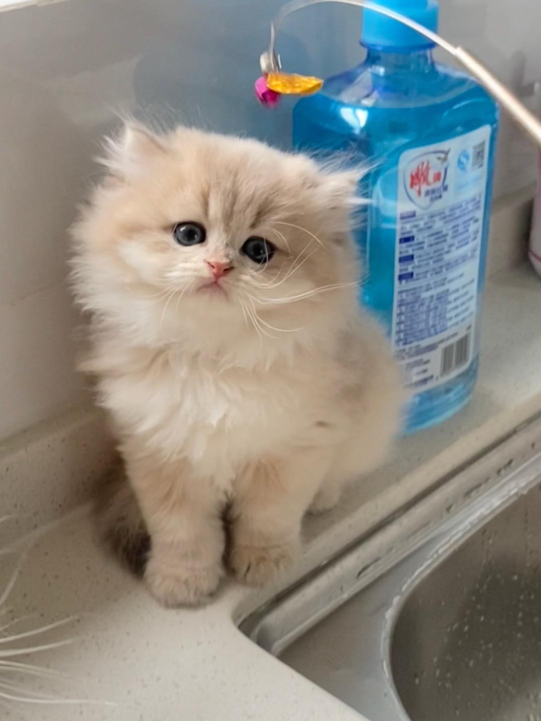 一部分漂亮小猫🐱