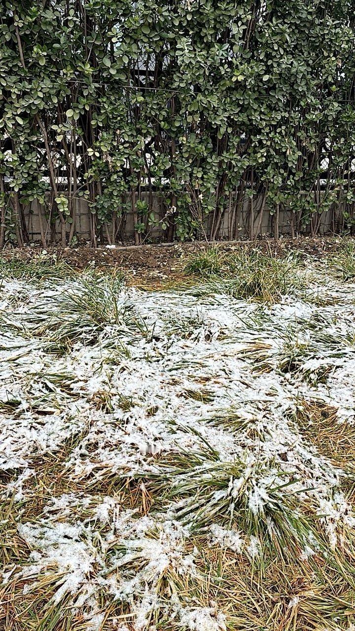 昨夜的雪不小啊