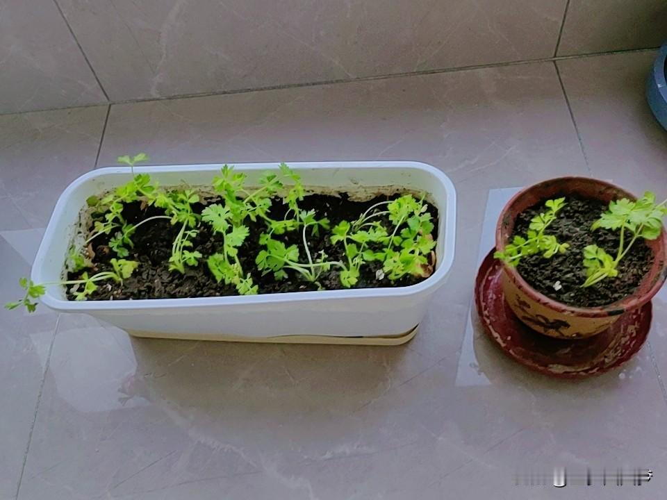 种菜种的上瘾了，根本停不下来，也不管是否能吃上自己种的菜，反正是盲目投资种菜，各