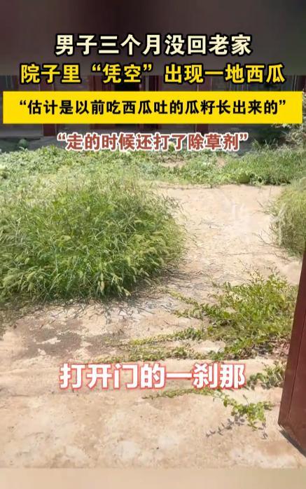 “离了个大谱！”江苏徐州，一男子离开老家3个月，临走之前在院子里洒了除草剂，谁知