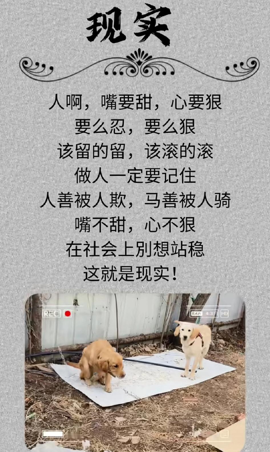 人生的路途充满了荆棘和坎坷，即使再小心翼翼，也难免会划破皮肤。社会就像一个大