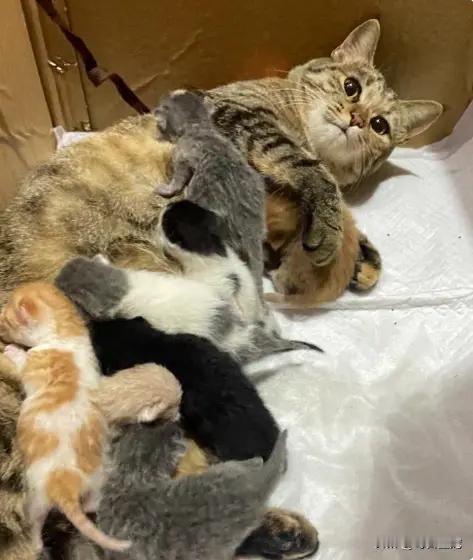 猫猫真是一个神奇的物种[赞]，同一窝小猫，什么颜色都齐全了，也不知道孩子经历了什