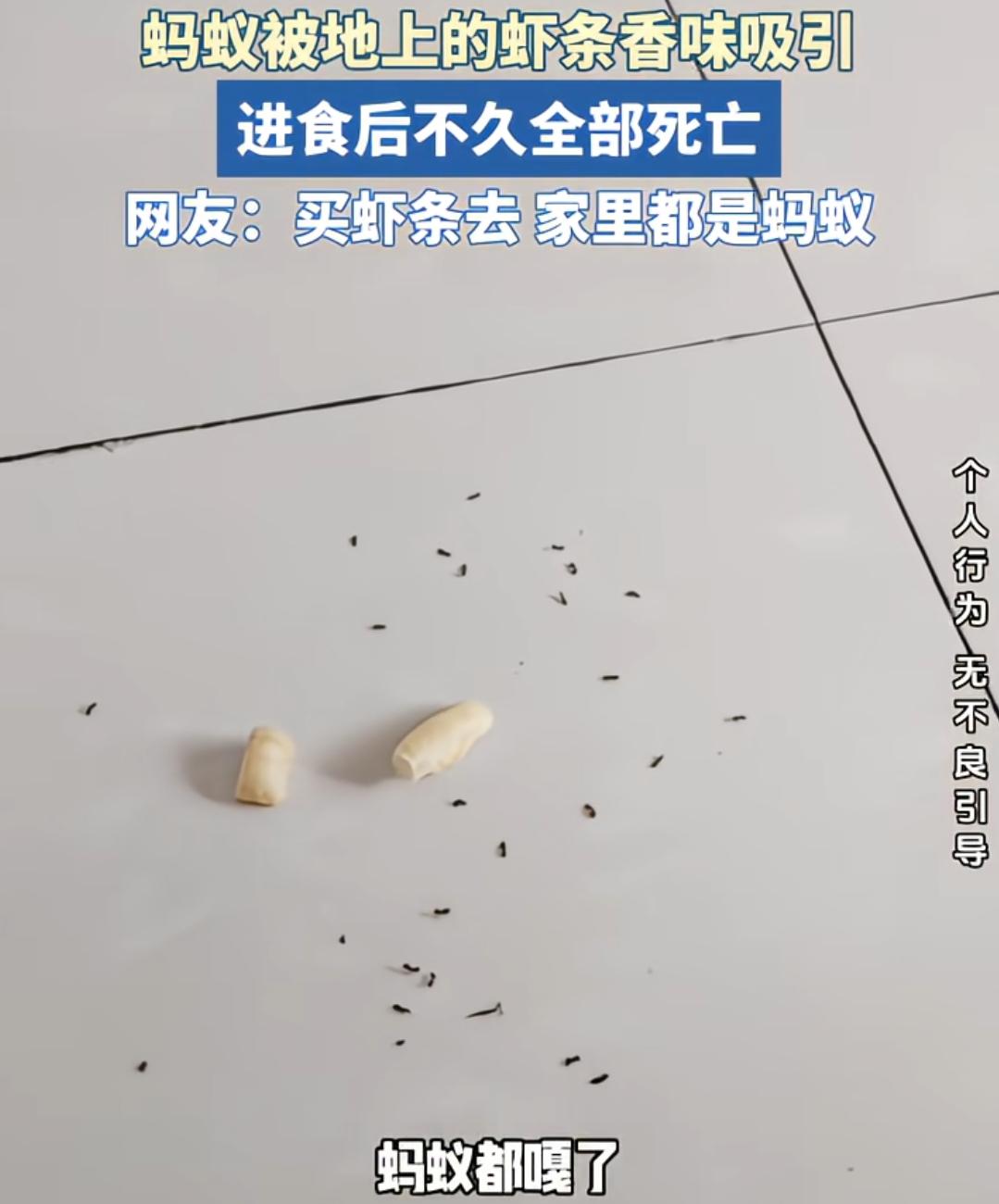 网友拍到虾条香味吸引蚂蚁，蚂蚁吃完没多久全部死亡。视频本意是警示零食添加剂过多，