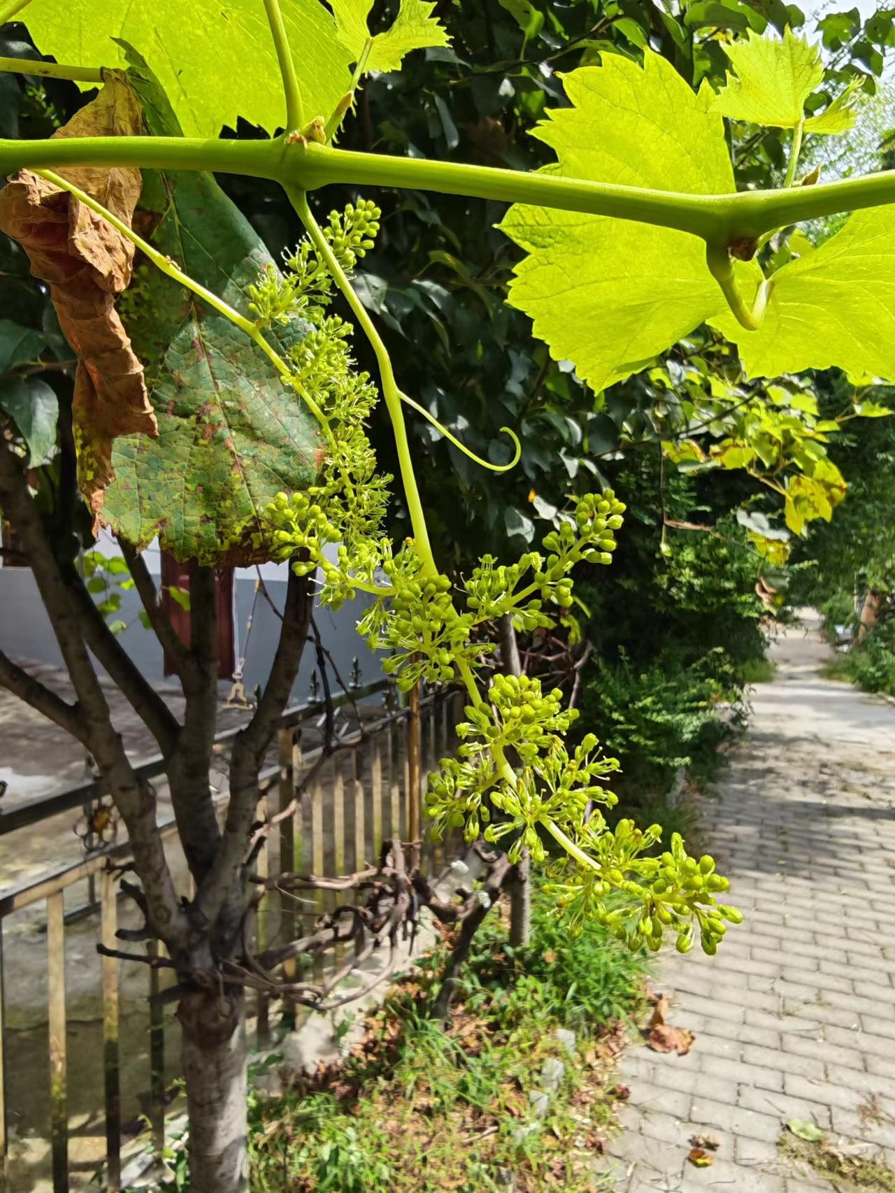 都9月份了，这葡萄是咋了？水肥太足了吗？咋又结一茬？[捂脸哭]