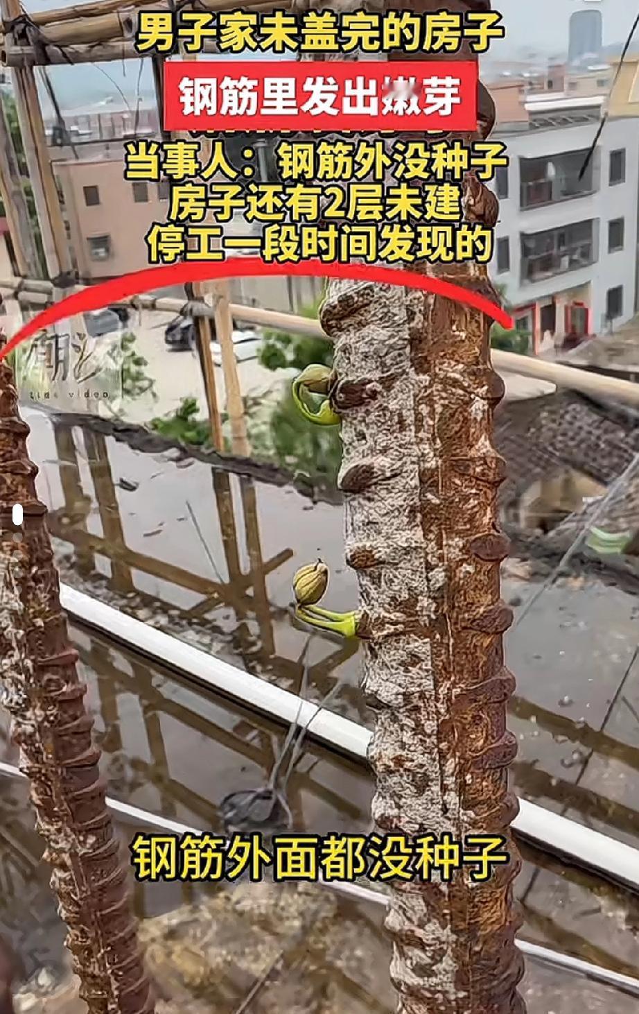 钢筋发芽🌱头一遭！！生锈钢筋，硬生生钻出了嫩绿的新芽。当事人都懵了：钢