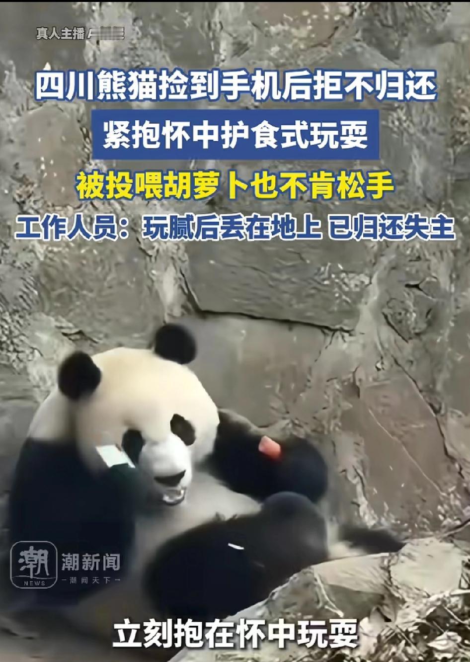 笑到停不下来！成都大熊猫基地，一名游客手机不小心掉进熊猫活动区，直接被大熊猫当成