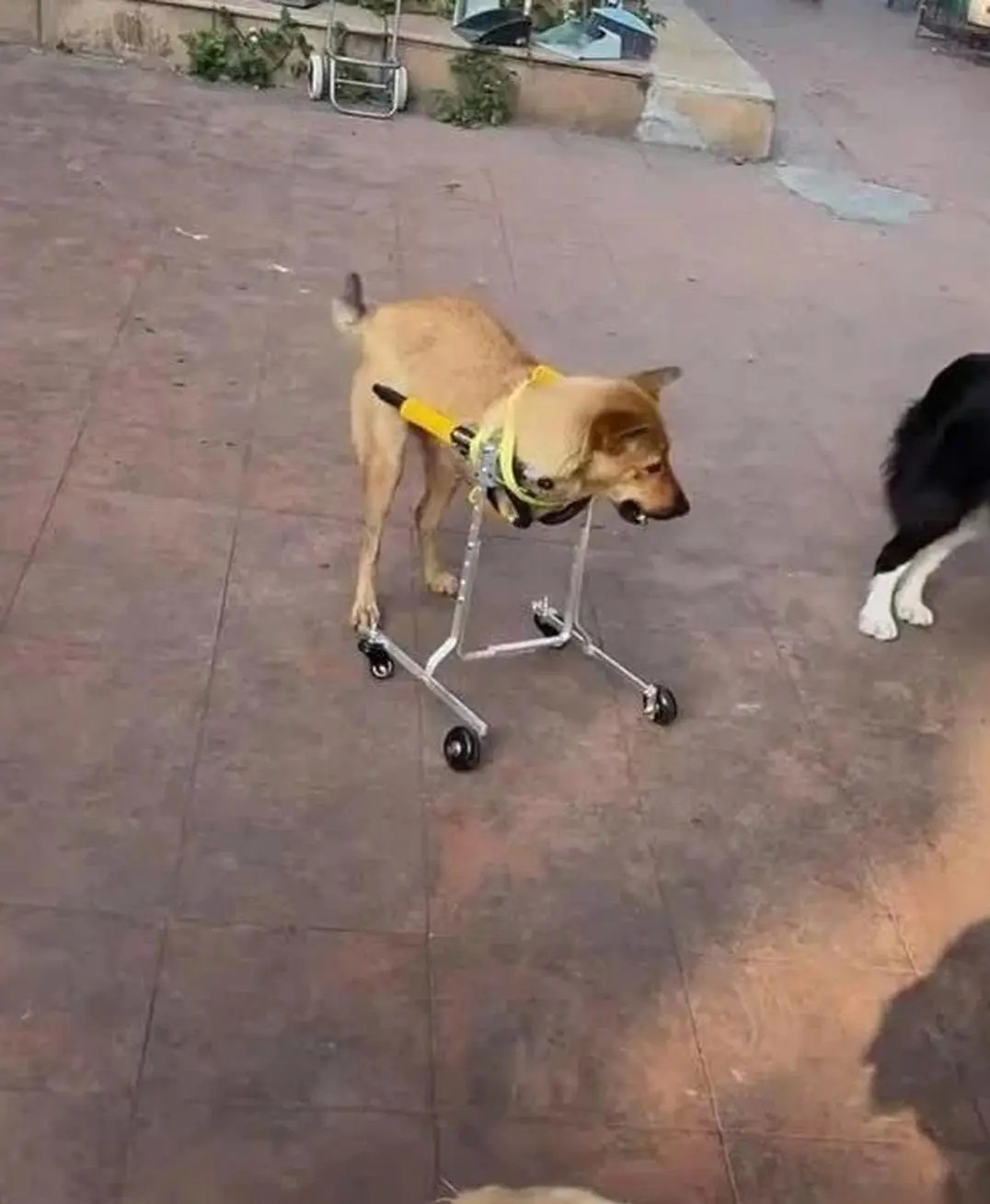 这是朋友家的狗子，前几年因为救主人出了车祸，所以前面的两条腿断了。这样狗子天天在